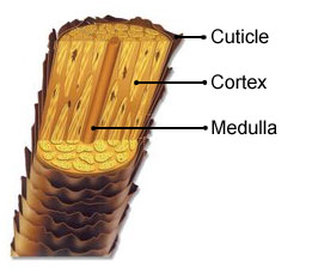 Structure Of The Hair Shaft - Style beyond image